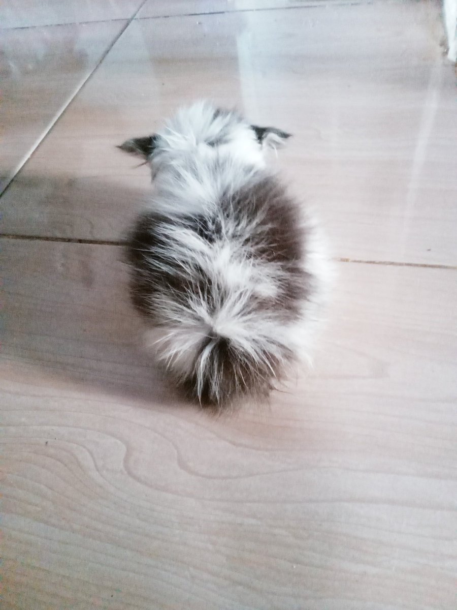 𝗸𝗮đ𝗲𝗻 tweet media