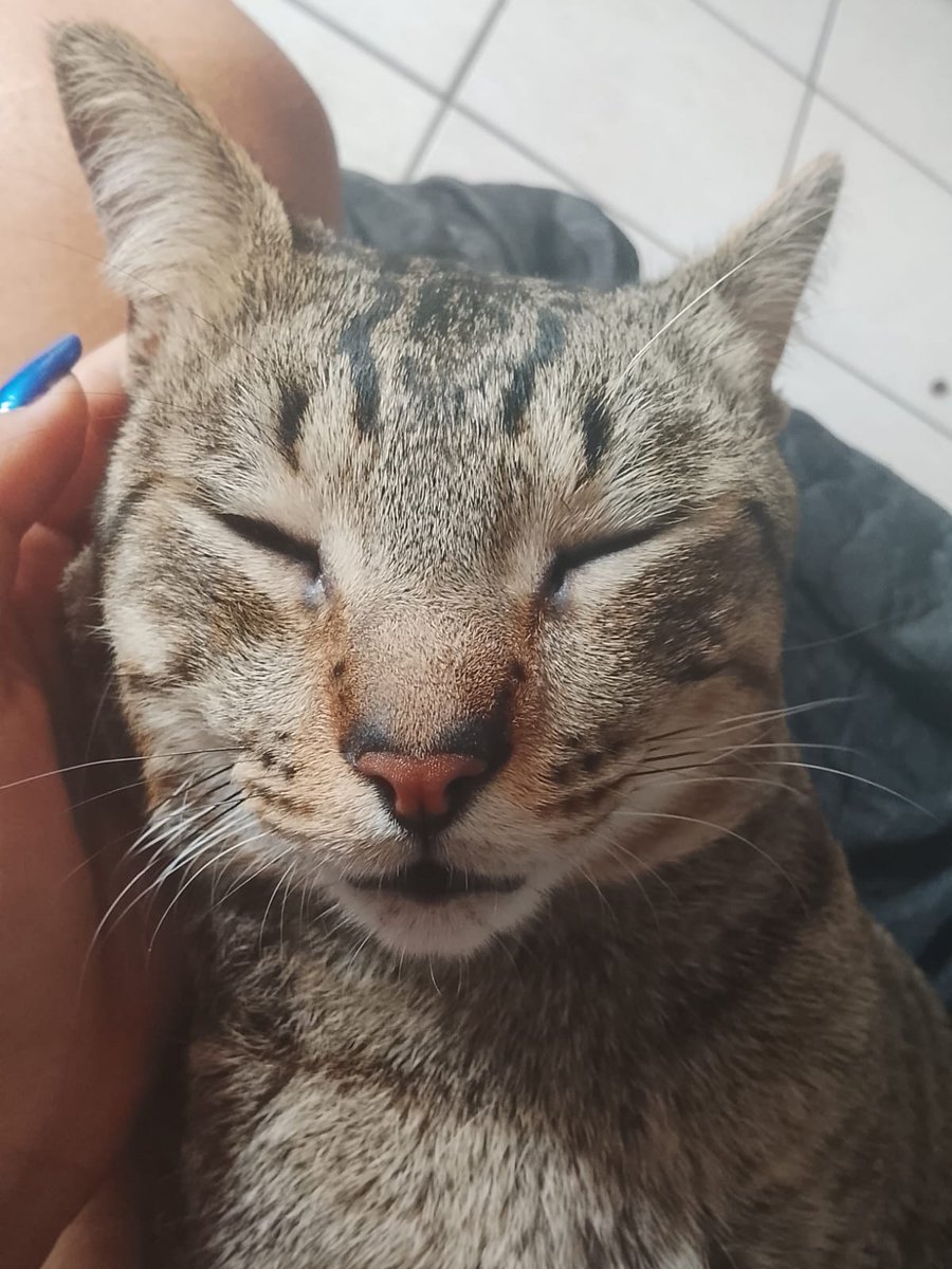 𐙚 𝑫𝘪𝘯𝘩𝘢 𝘫𝘶𝘳𝘪𝘥𝘪𝘤𝘰 𝒇𝘦𝘳𝘯𝘪𝘬𝘰 ⋆.° tweet media