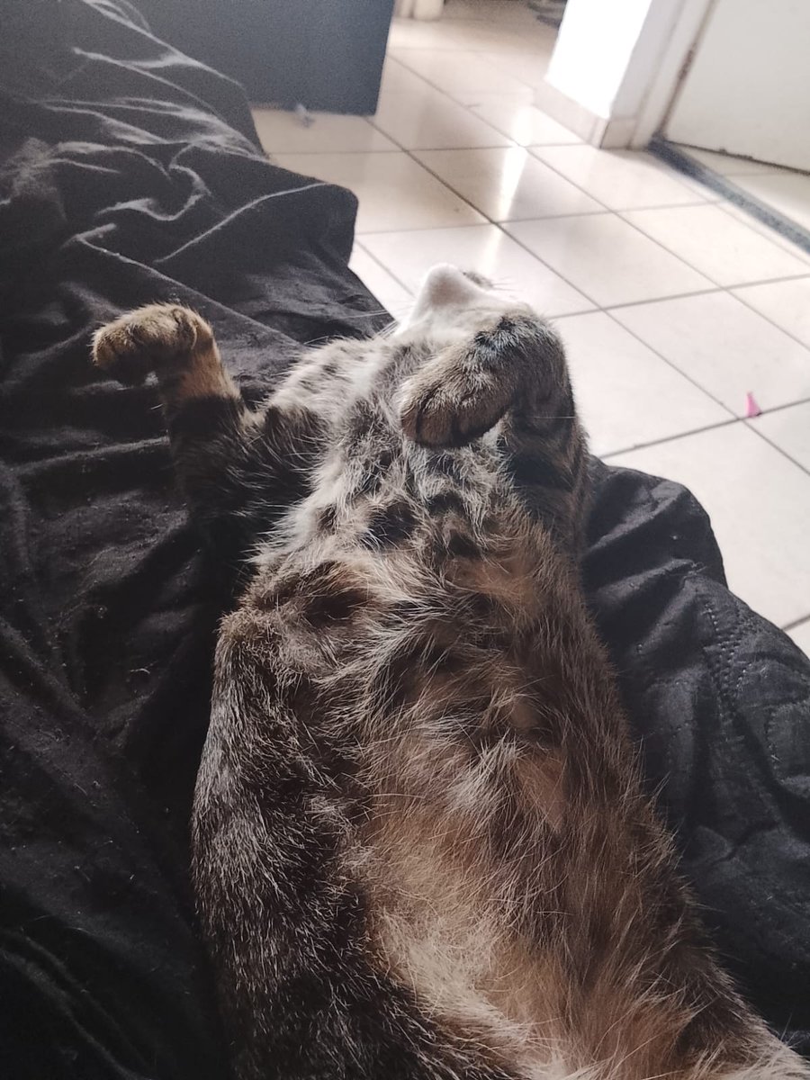 𐙚 𝑫𝘪𝘯𝘩𝘢 𝘫𝘶𝘳𝘪𝘥𝘪𝘤𝘰 𝒇𝘦𝘳𝘯𝘪𝘬𝘰 ⋆.° tweet media