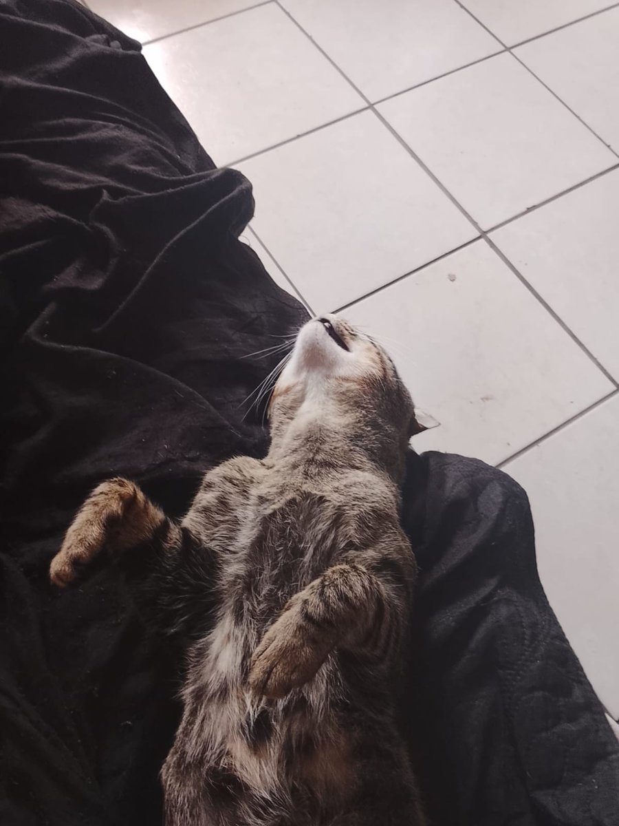 𐙚 𝑫𝘪𝘯𝘩𝘢 𝘫𝘶𝘳𝘪𝘥𝘪𝘤𝘰 𝒇𝘦𝘳𝘯𝘪𝘬𝘰 ⋆.° tweet media