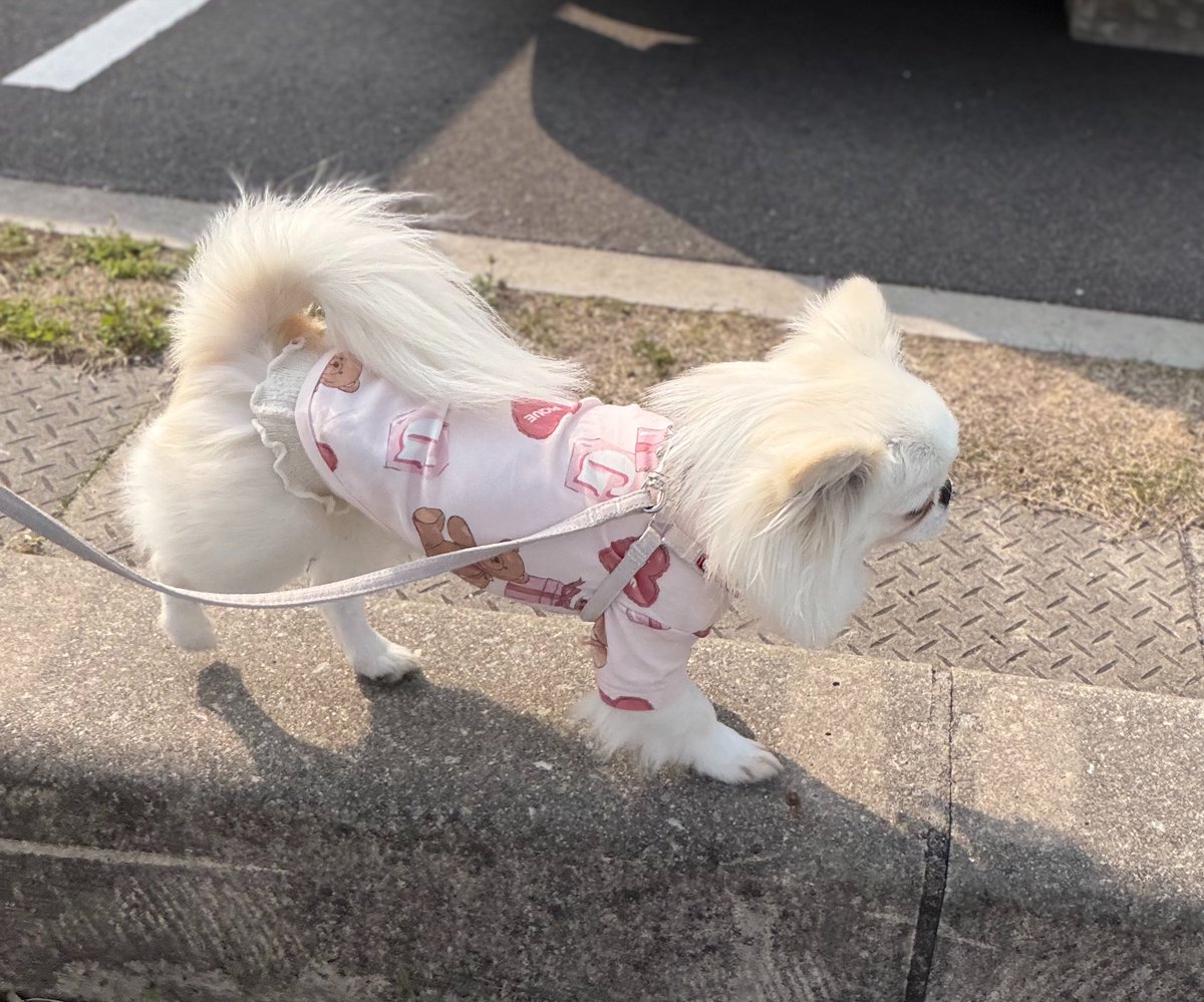 鼻ぺちゃこあちゃん tweet media