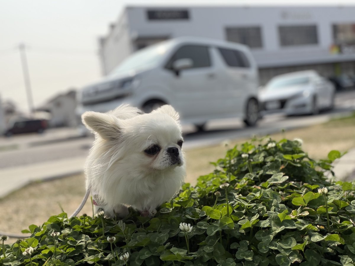 鼻ぺちゃこあちゃん tweet media