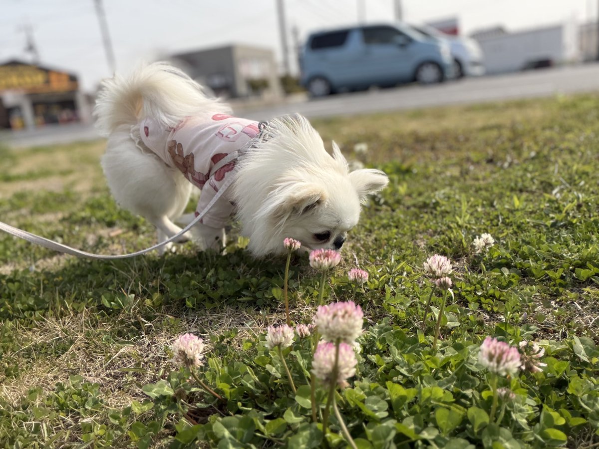 鼻ぺちゃこあちゃん tweet media