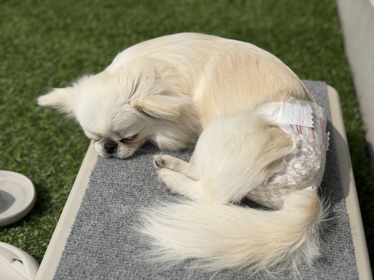 鼻ぺちゃこあちゃん tweet media