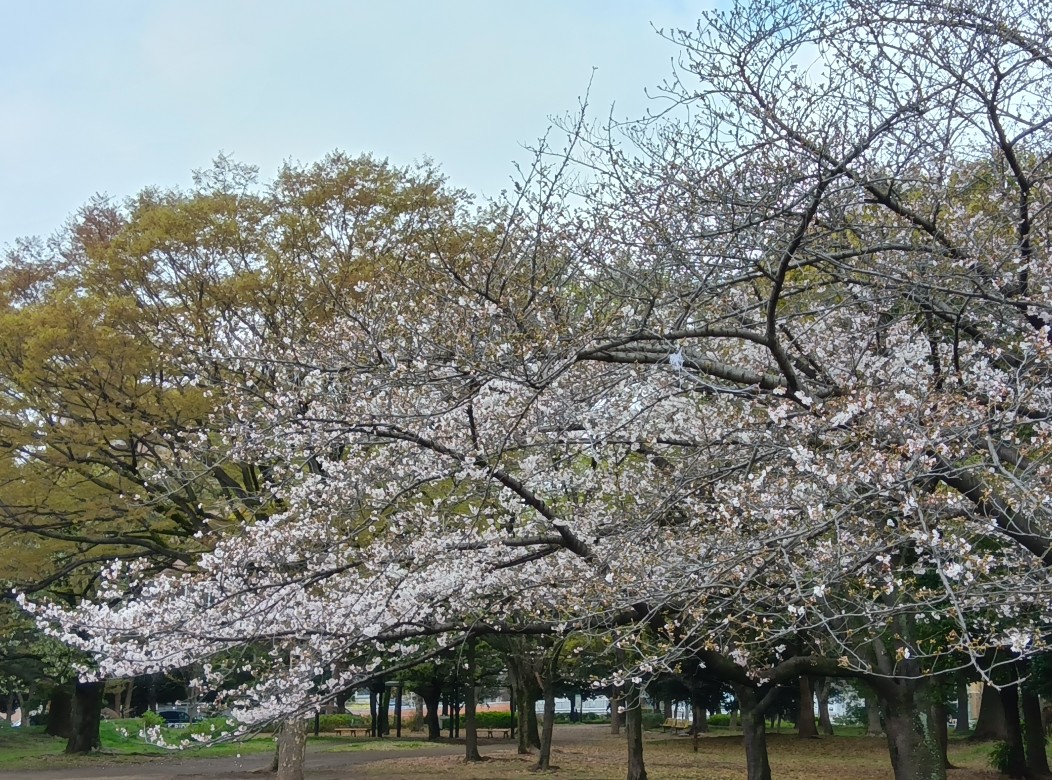 KiyosumiTeien's tweet photo. 【清澄公園】開放公園の #ソメイヨシノ はまだ蕾の数のほうが多いかな🌸
お花見はマナーを守って 譲り合ってご利用ください🙇

なお、有料区域(#清澄庭園)ではペット🐶🐱を連れてのご入園、敷物や玩具の使用、酒類の持ち込みはご遠慮ください🙇
#東京 #江東区
#清澄白河 #大江戸線 #半蔵門線
#染井吉野 https://t.co/gTyEn4j7Zo