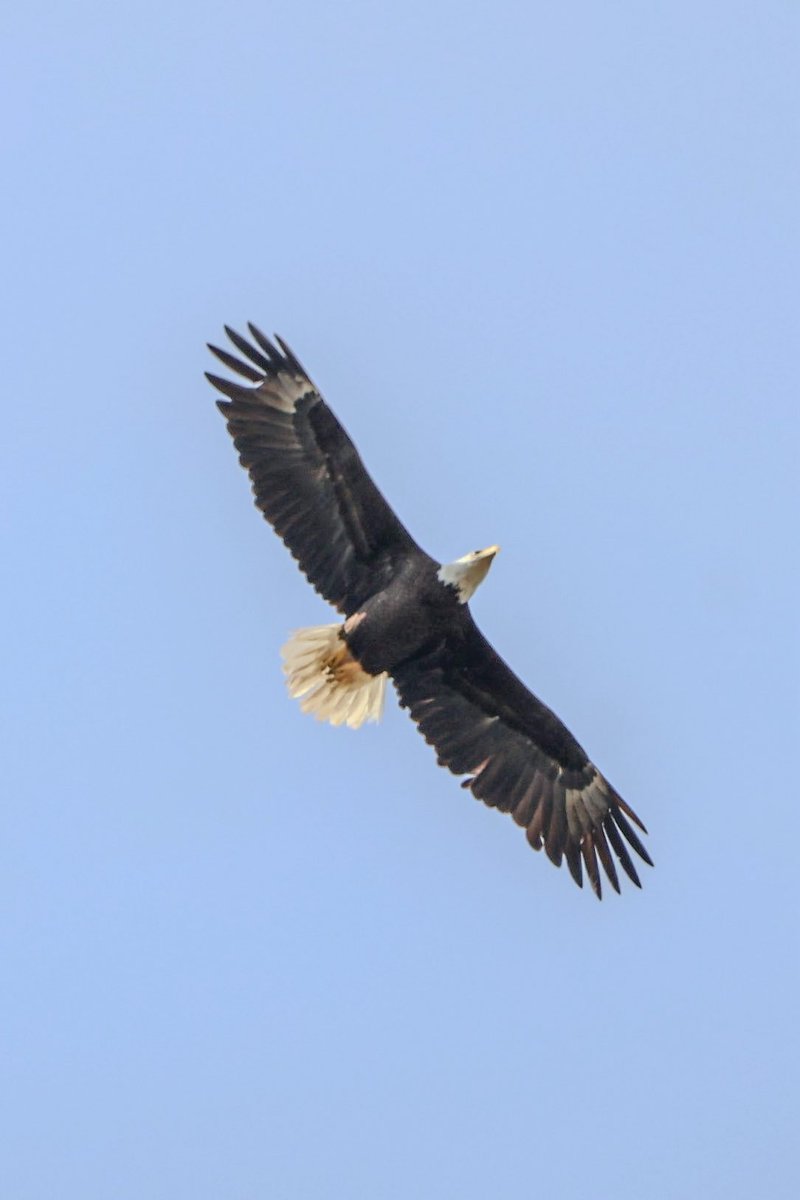DonnaWells08's tweet photo. A bald eagle flying over #Chipley this afternoon. @ChrisSmithPW @justinkieferwx @spann @RyanMichaelsWX https://t.co/zE5M3ymWPG