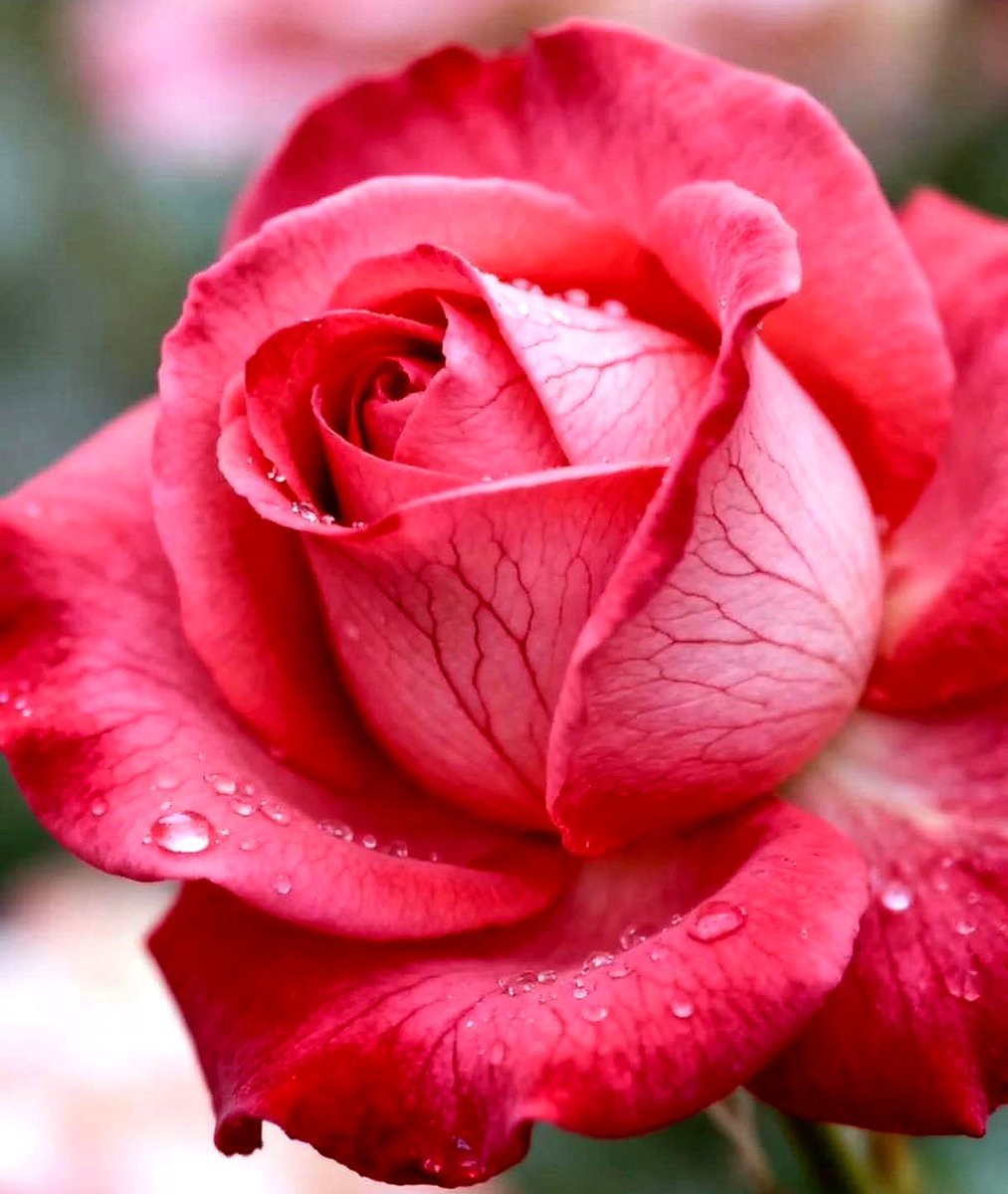 it's Aoni tweet media