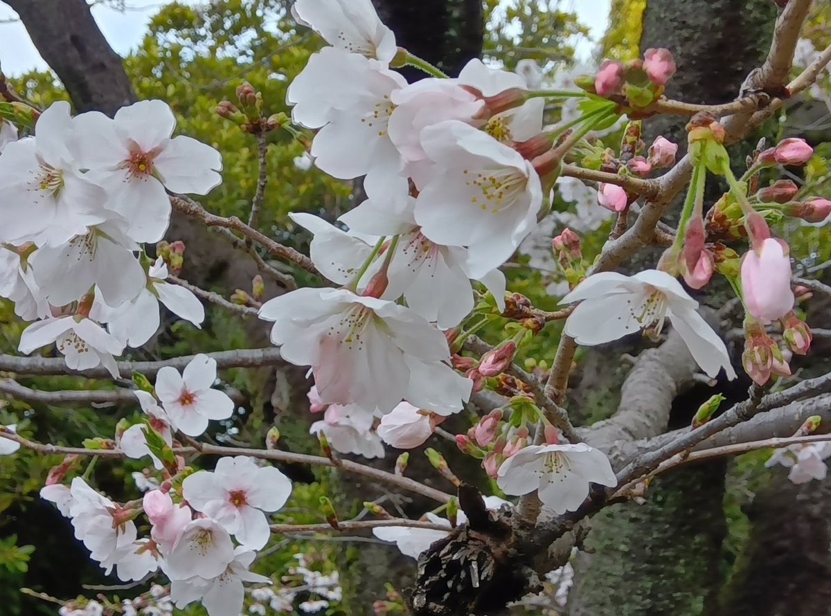 【清澄公園】開放公園の #ソメイヨシノ はまだ蕾の数のほうが多いかな🌸
お花見はマナーを守って 譲り合ってご利用ください🙇

なお、有料区域(#清澄庭園)ではペット🐶🐱を連れてのご入園、敷物や玩具の使用、酒類の持ち込みはご遠慮ください🙇
#東京 #江東区
#清澄白河 #大江戸線 #半蔵門線
#染井吉野