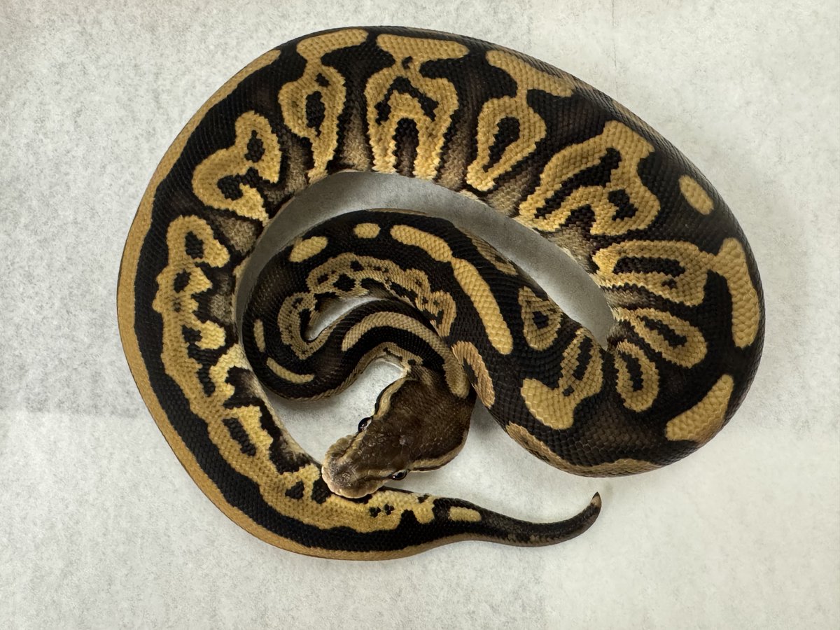 🍺こう🦎🍻🍢 tweet media