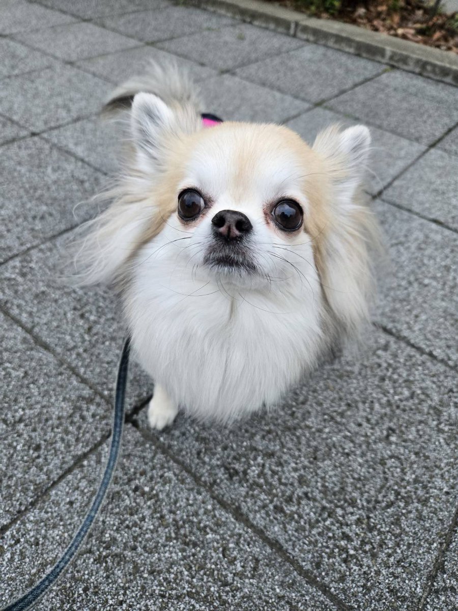 おはようございます 雨の跡が見うけられます 薄灰色と白の混ざる雲に