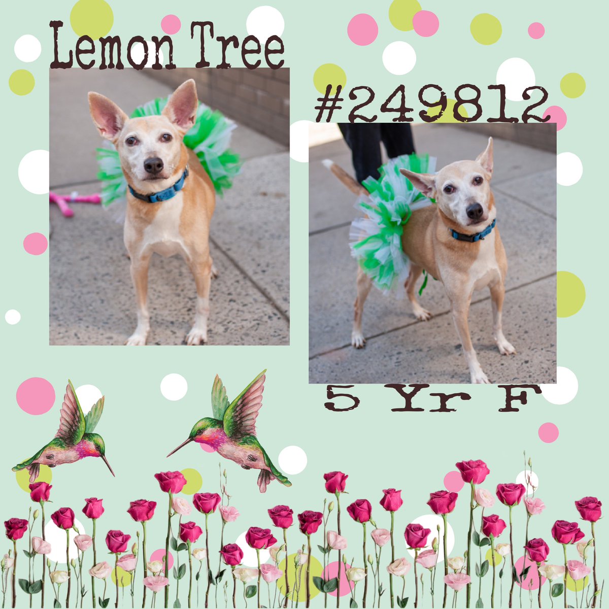 Quinnqueens's tweet image. #FridayFirstClass🏆
Lemon Tree #249812
#ManhattanACC 5 Yr F
Isn’t she adorable, all dressed in her tutu, waiting 2 meet you. She’s available at ACC’s Mobile Adoption Event, Saturday, 3-28-26. 12-4PM. Next to Devoe Park, in the Bronx. Go meet her #AdoptMe💝
nycacc.app/browse/249812