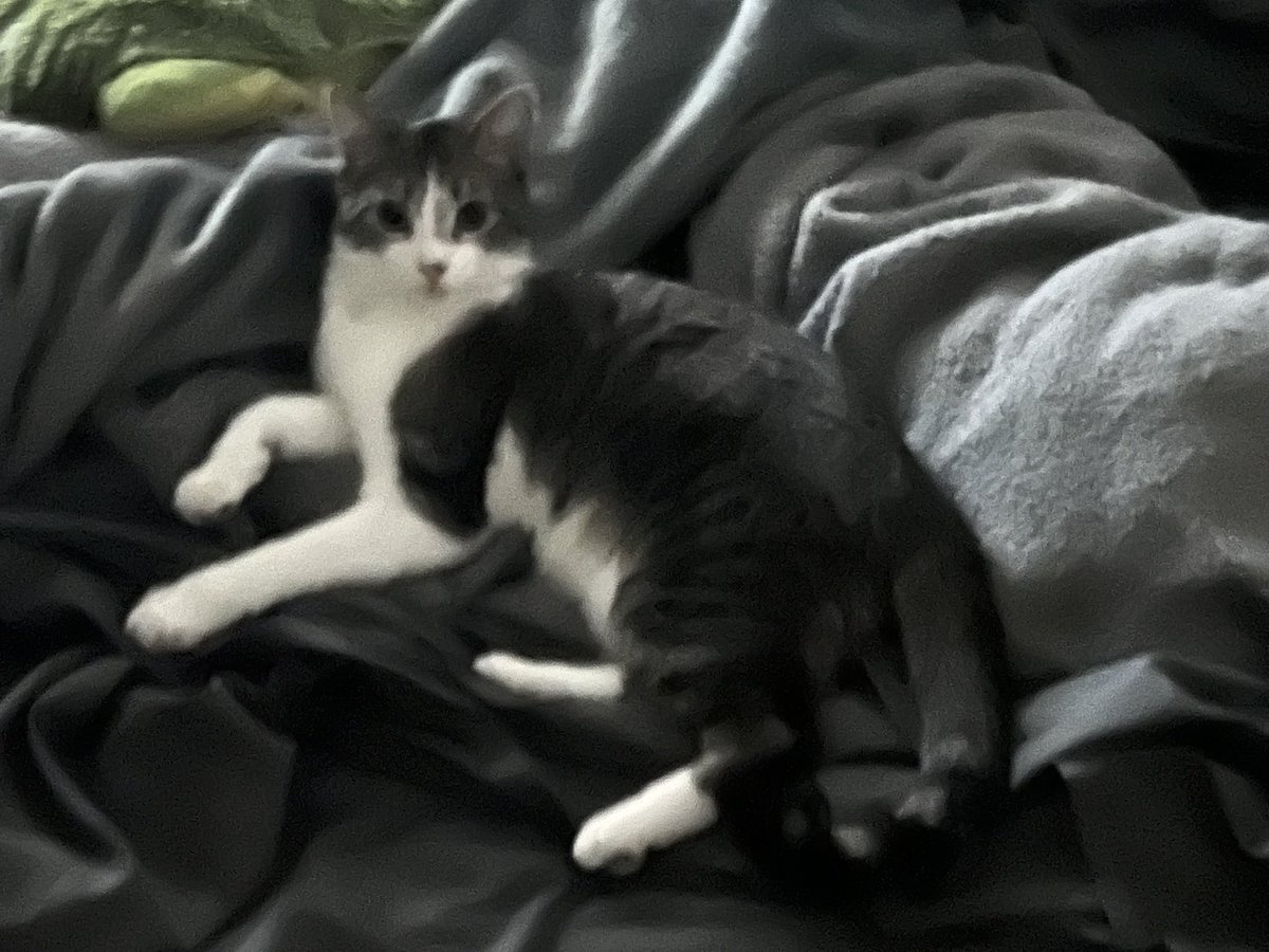 Lizzie the cat tweet media