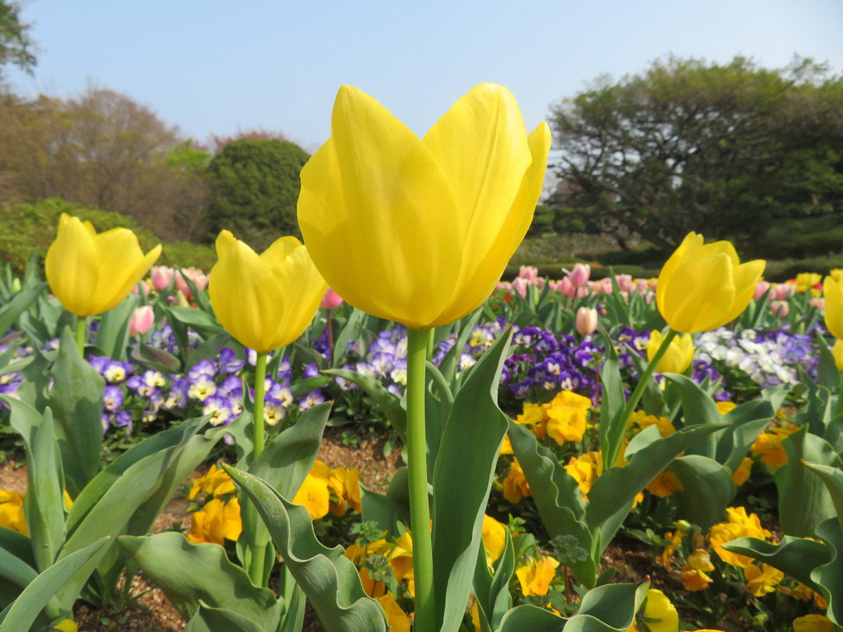 W2Yh7w9NLzeE2qs's tweet photo. のこのしまアイランドパークです。
園内ミニ花壇に咲く
チューリップが見頃になりました🌷
【本日の画像】
春がやってきました❤️
＃能古島　＃チューリップ https://t.co/X8Hd96rBcs