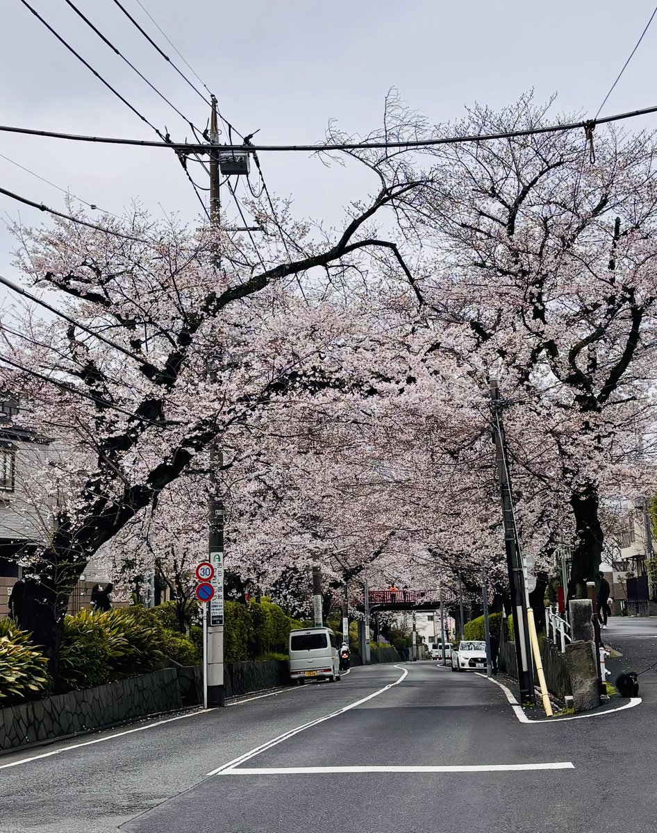 でんえんちょうふ弁当店🍱 tweet media