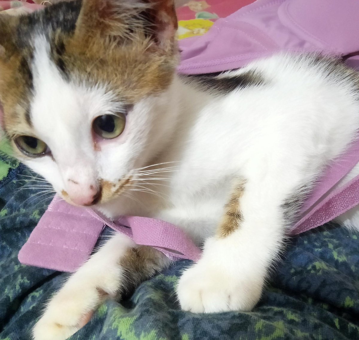 🐣🍉 tweet media