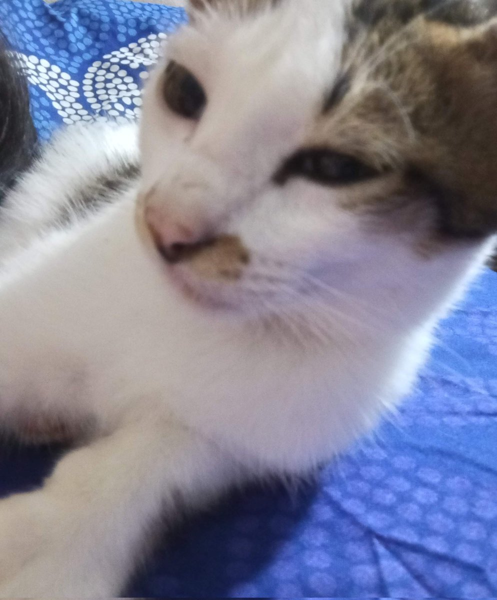 🐣🍉 tweet media