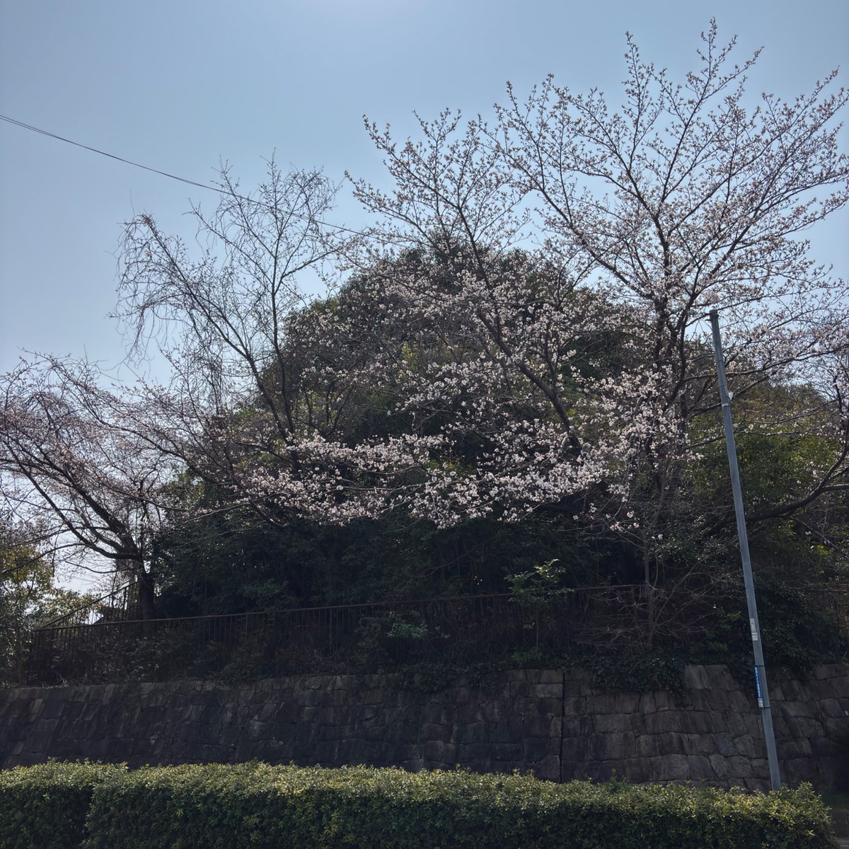 kmlifet's tweet photo. おはようございます☀️近所の桜🌸 https://t.co/iALX3SEX1u