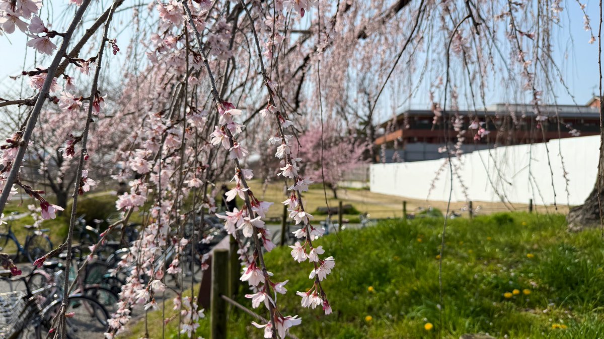 逃げドラ tweet media