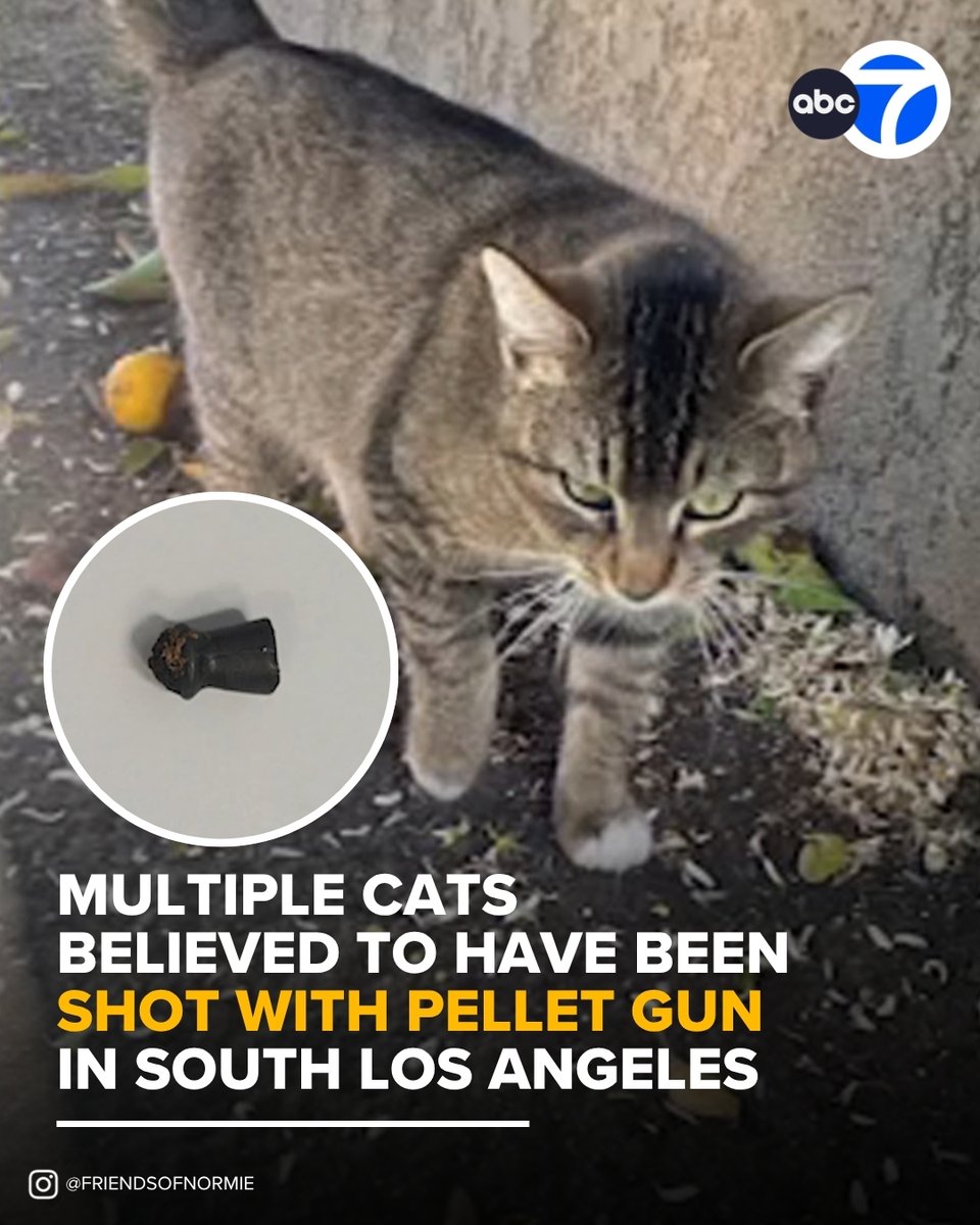 ABC7 Eyewitness News tweet media