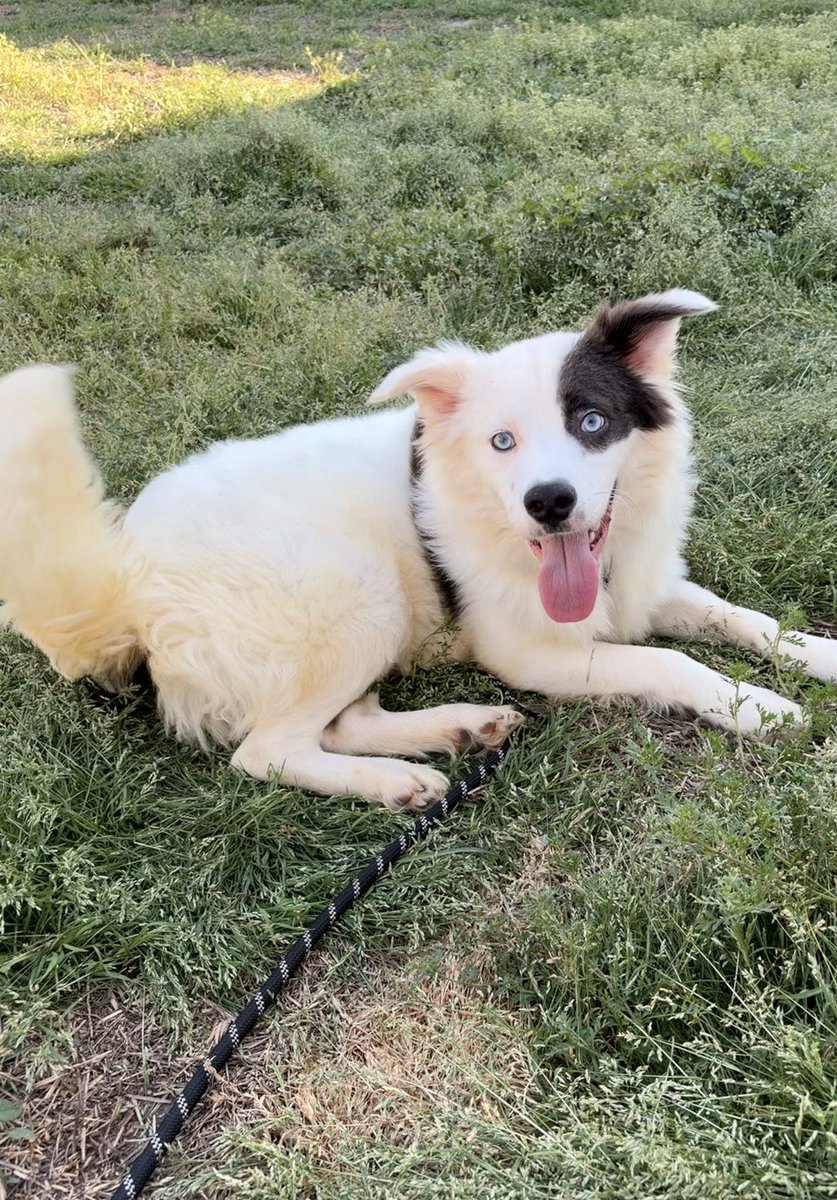 Lola Patolla tweet media