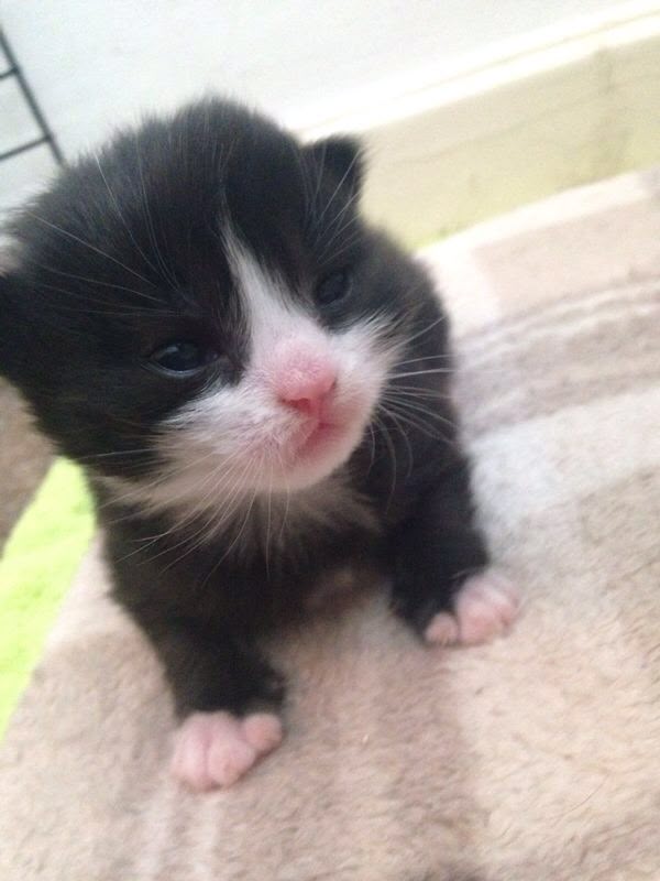 meowkey daily ₍^. .^₎⟆ tweet media