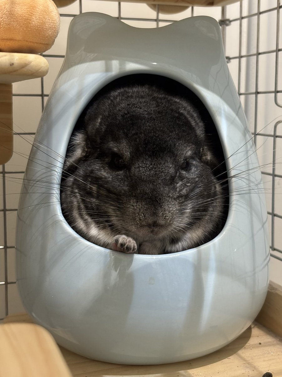 にょぴ tweet media