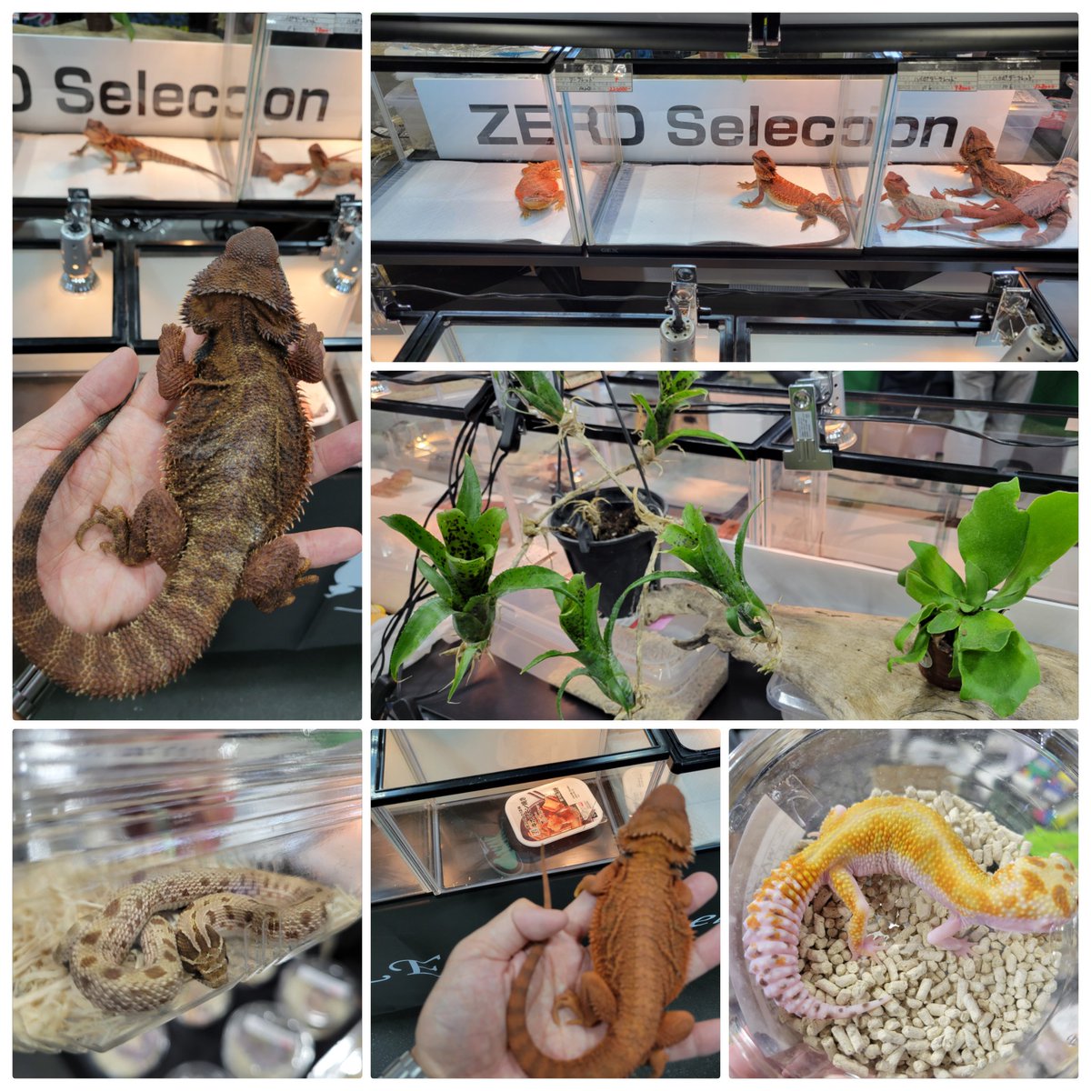 ゼロ🦎 tweet media