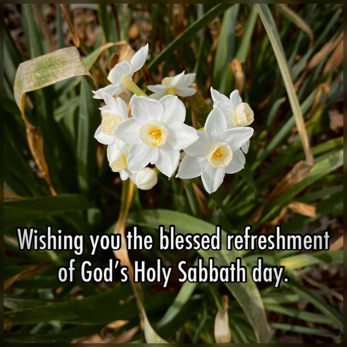 Little Bear tweet media