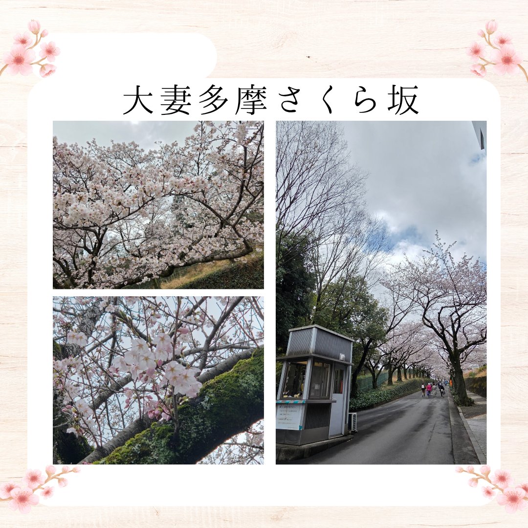 tama_gakuyukai's tweet image. 本日の大妻多摩さくら坂では、満開の桜を見ることができます🌸✨

#大妻女子大学 #大妻 #owu #多摩キャンパス #春から大妻 #春からowu  #大共デ #大共心 #大共福 #大共社