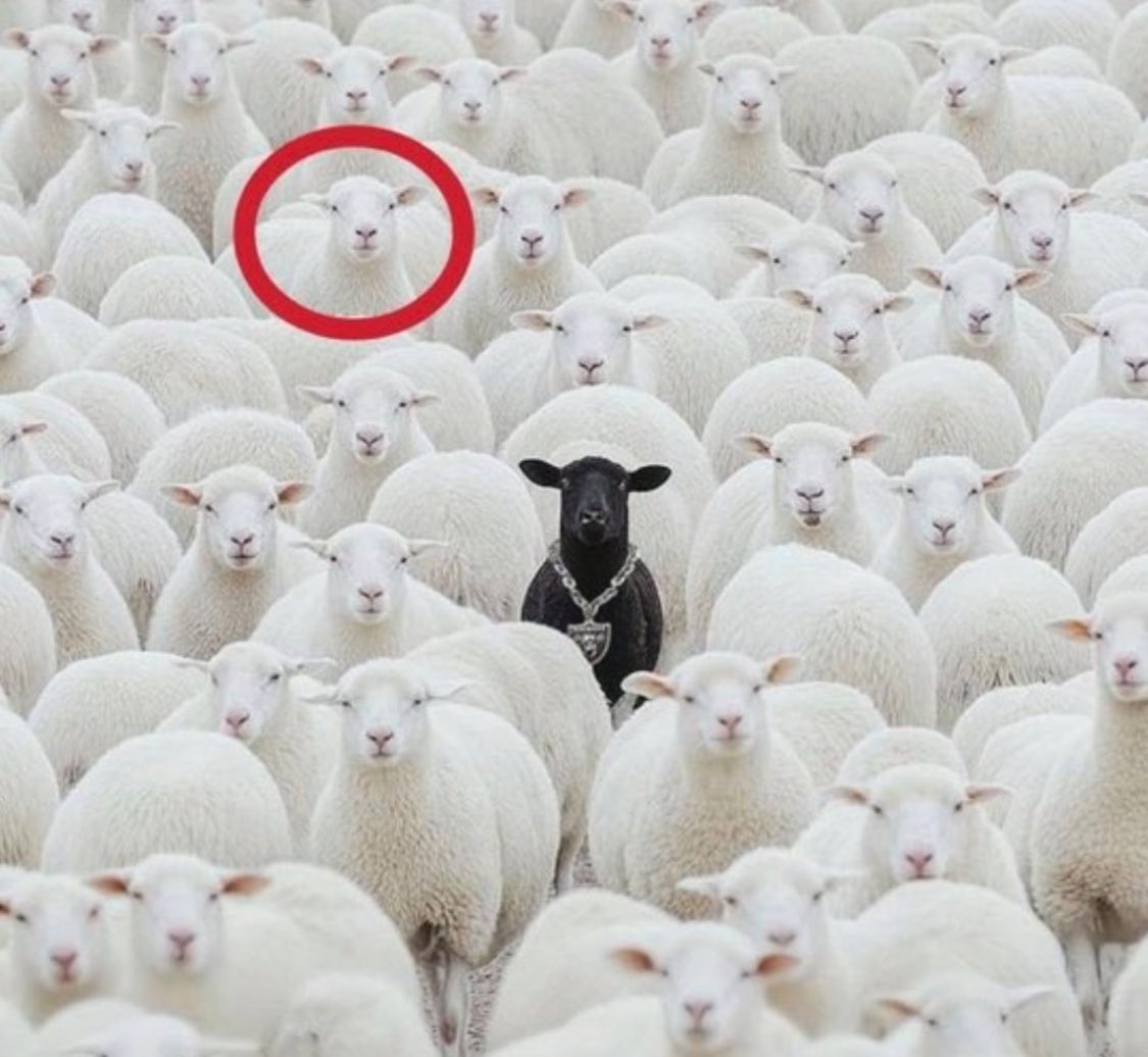 ꒰ poppy ꒱ luka mpreg truther tweet media