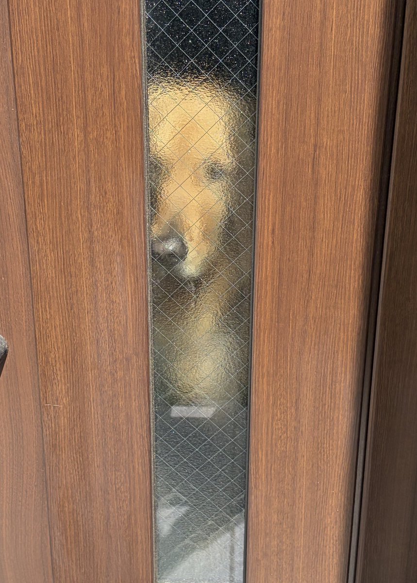 てんぷる tweet media