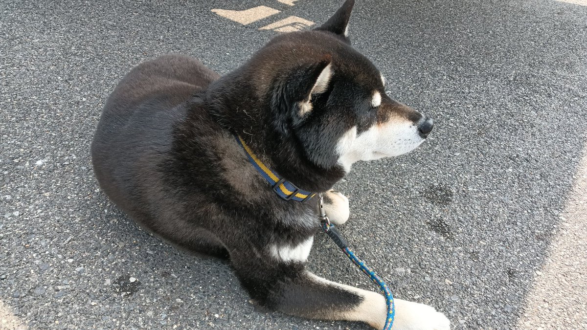 黒柴ワッくん tweet media