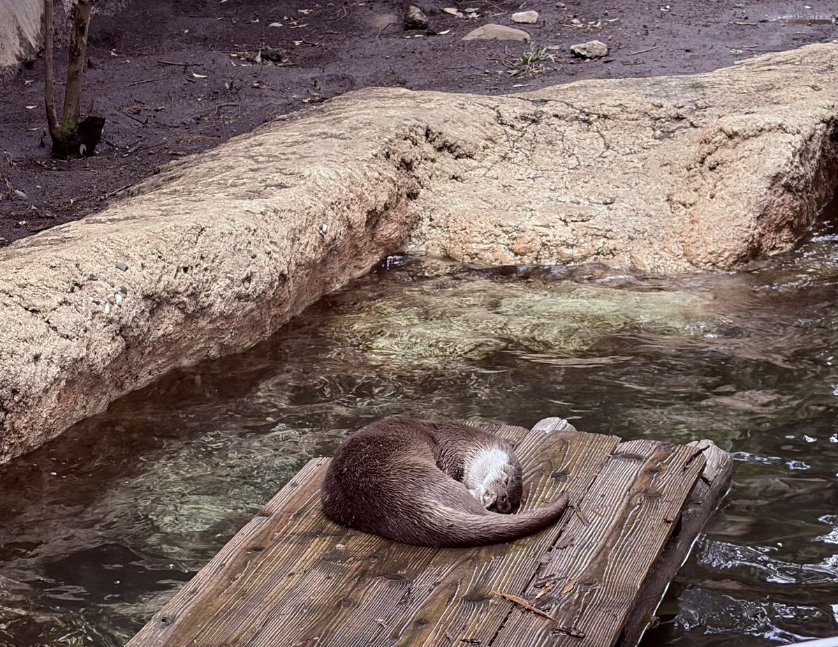 ぽんたまる tweet media