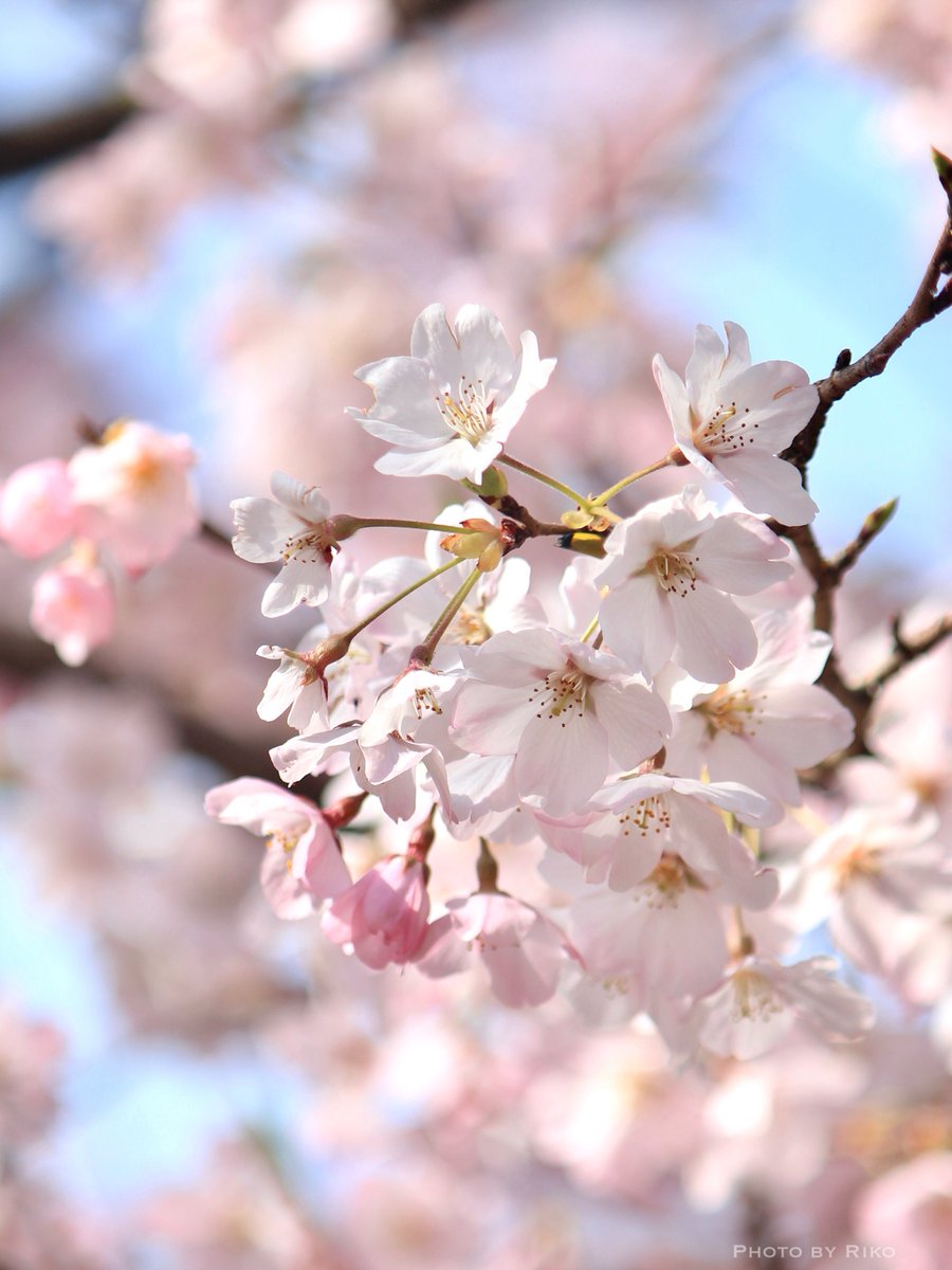 𝐑𝐢𝐤𝐨 tweet media