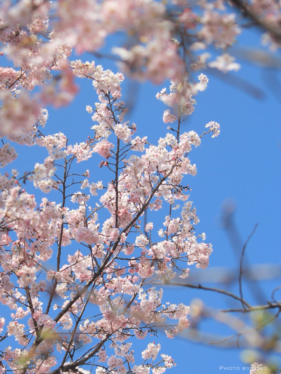 𝐑𝐢𝐤𝐨 tweet media