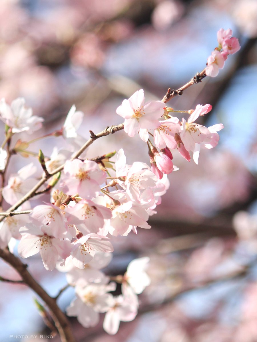 𝐑𝐢𝐤𝐨 tweet media