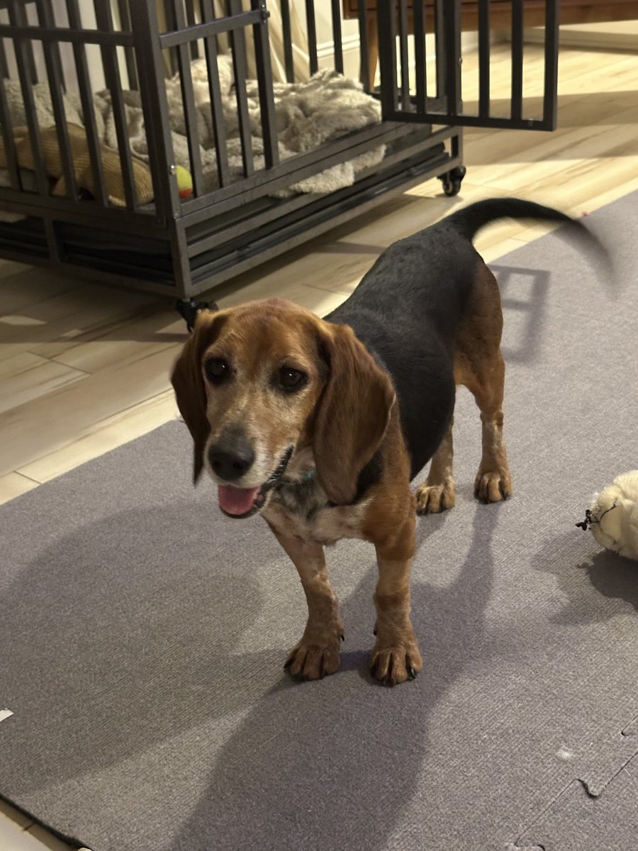 Lola Patolla tweet media