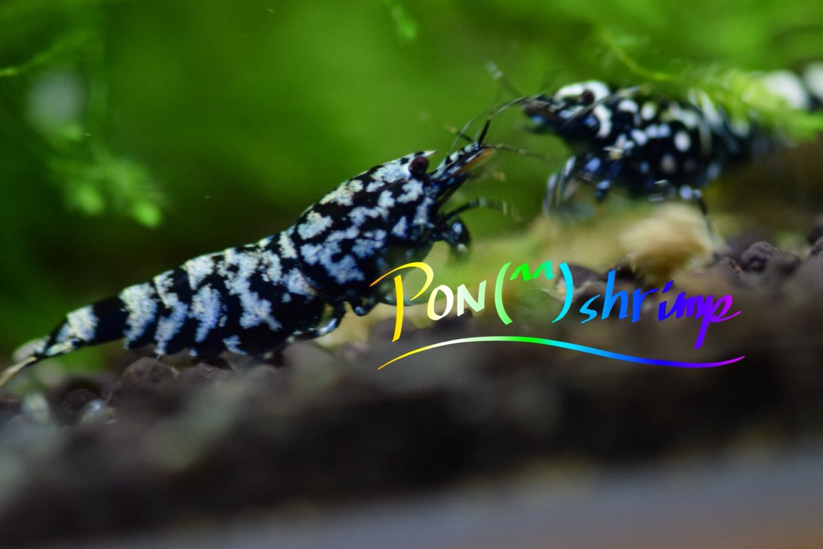 ponshrimp's tweet photo. 本日22時終了📣ヤフオク中です✨ https://t.co/GlbhF6SRzE