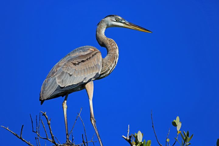 Michiale Schneider Carney tweet media