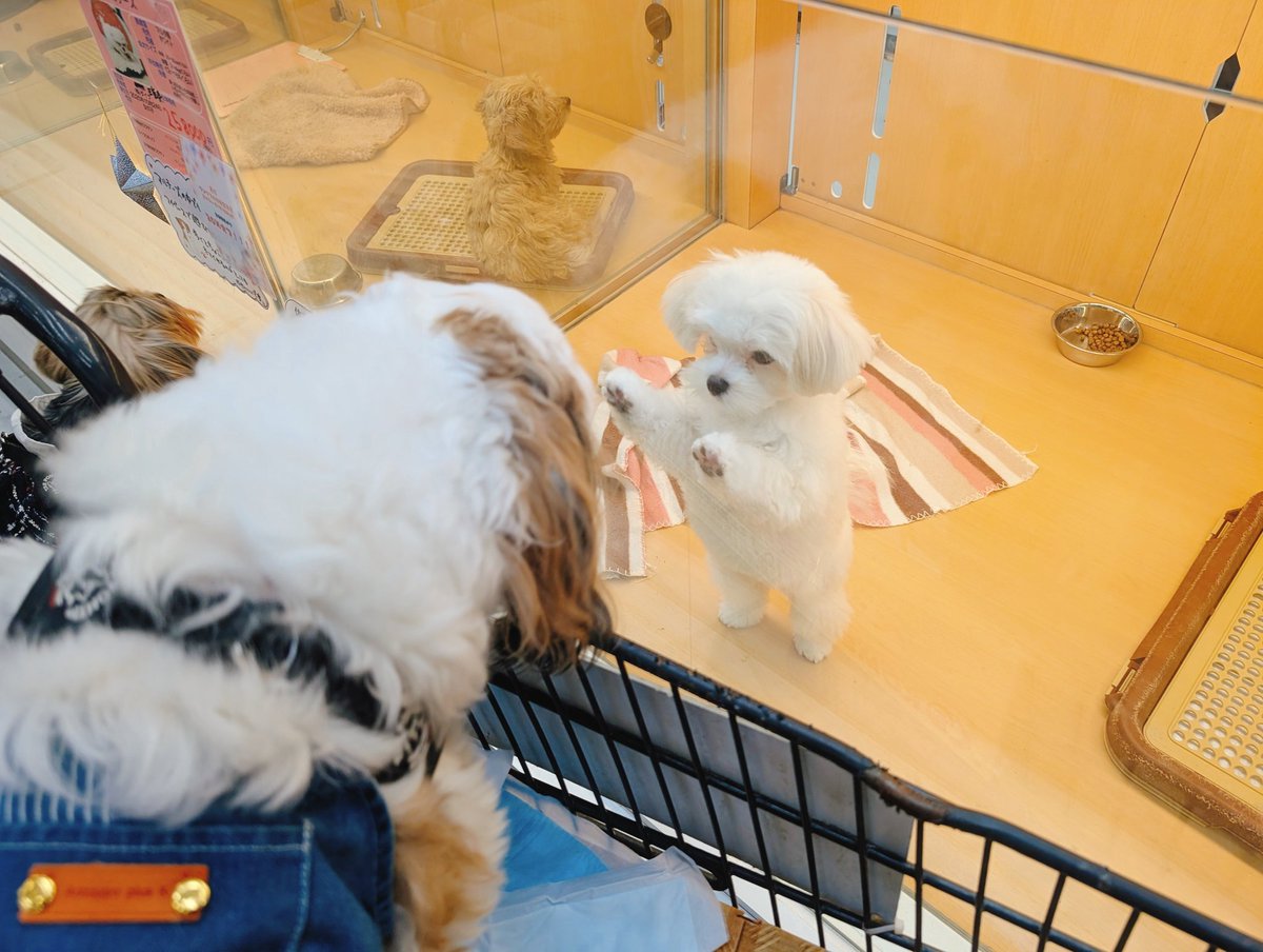 ぶんたとあんず(•ᴥ•ᐡ) tweet media