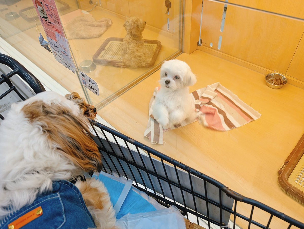 ぶんたとあんず(•ᴥ•ᐡ) tweet media