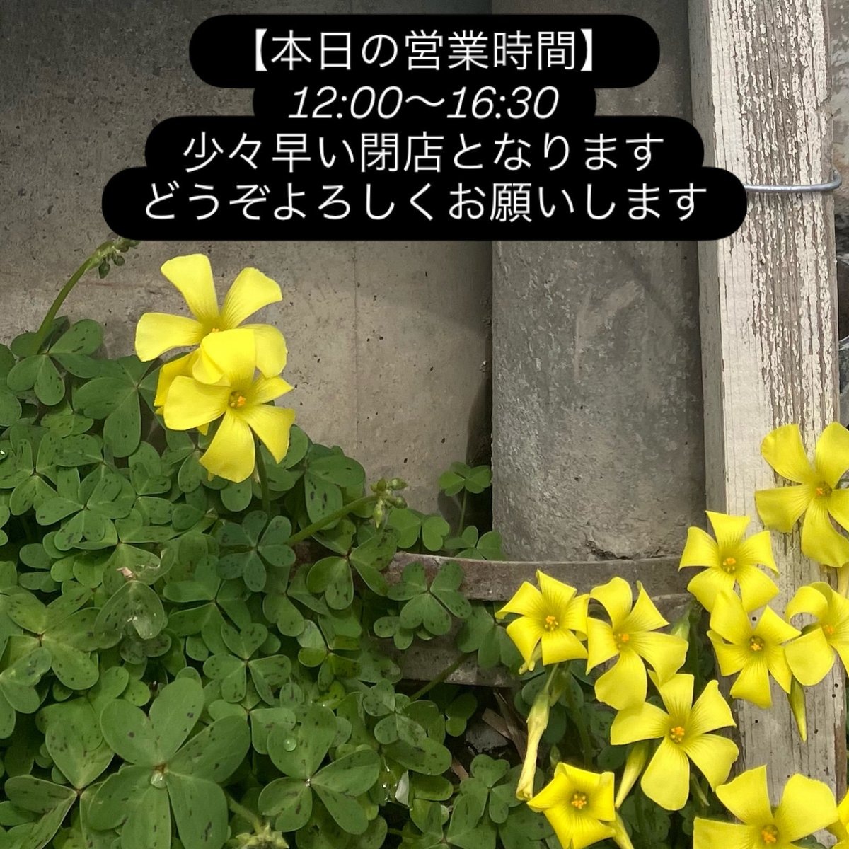 Pimpernel Tea Room tweet media