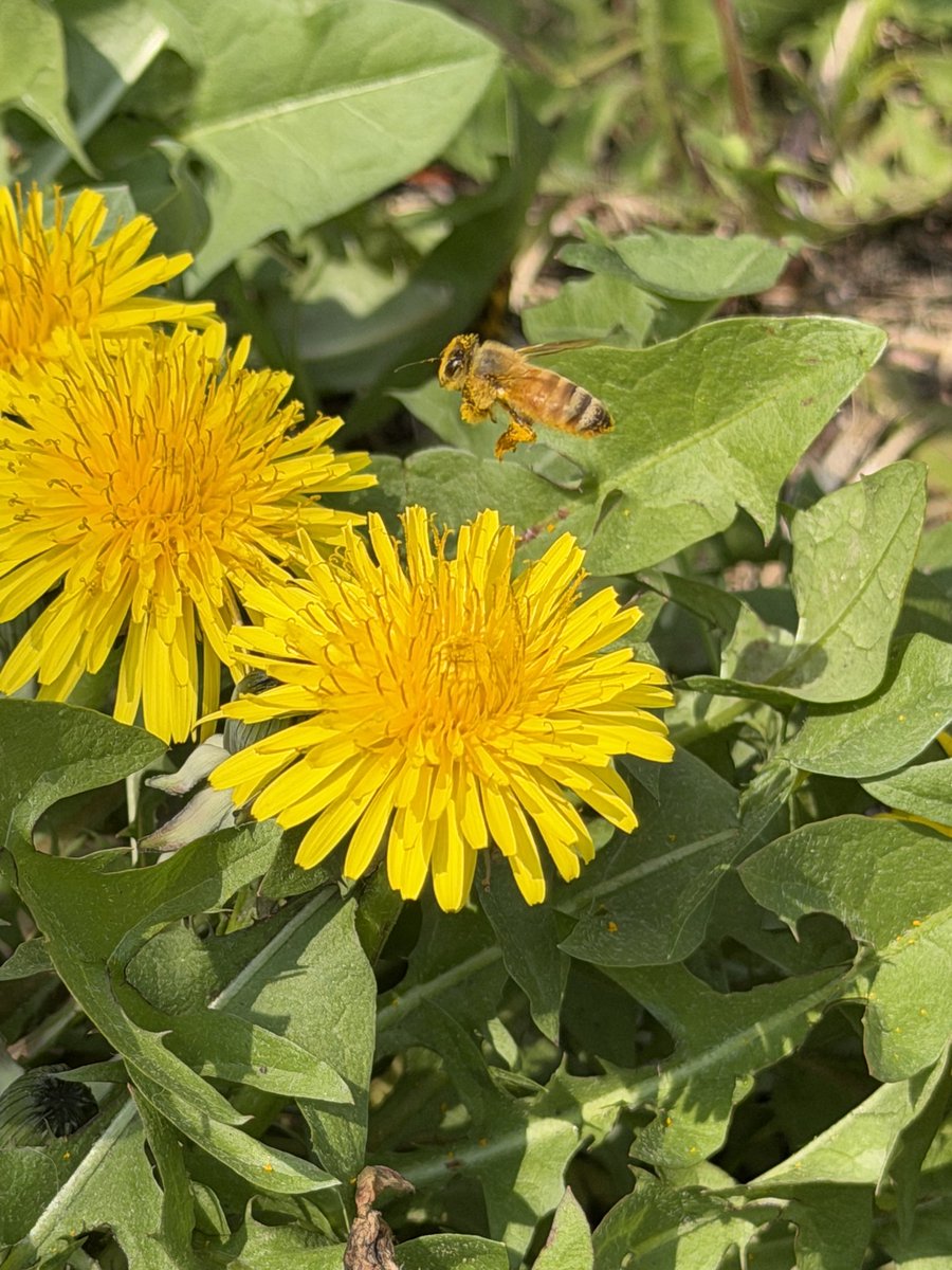スタバ大好きっ子🇺🇦 tweet media