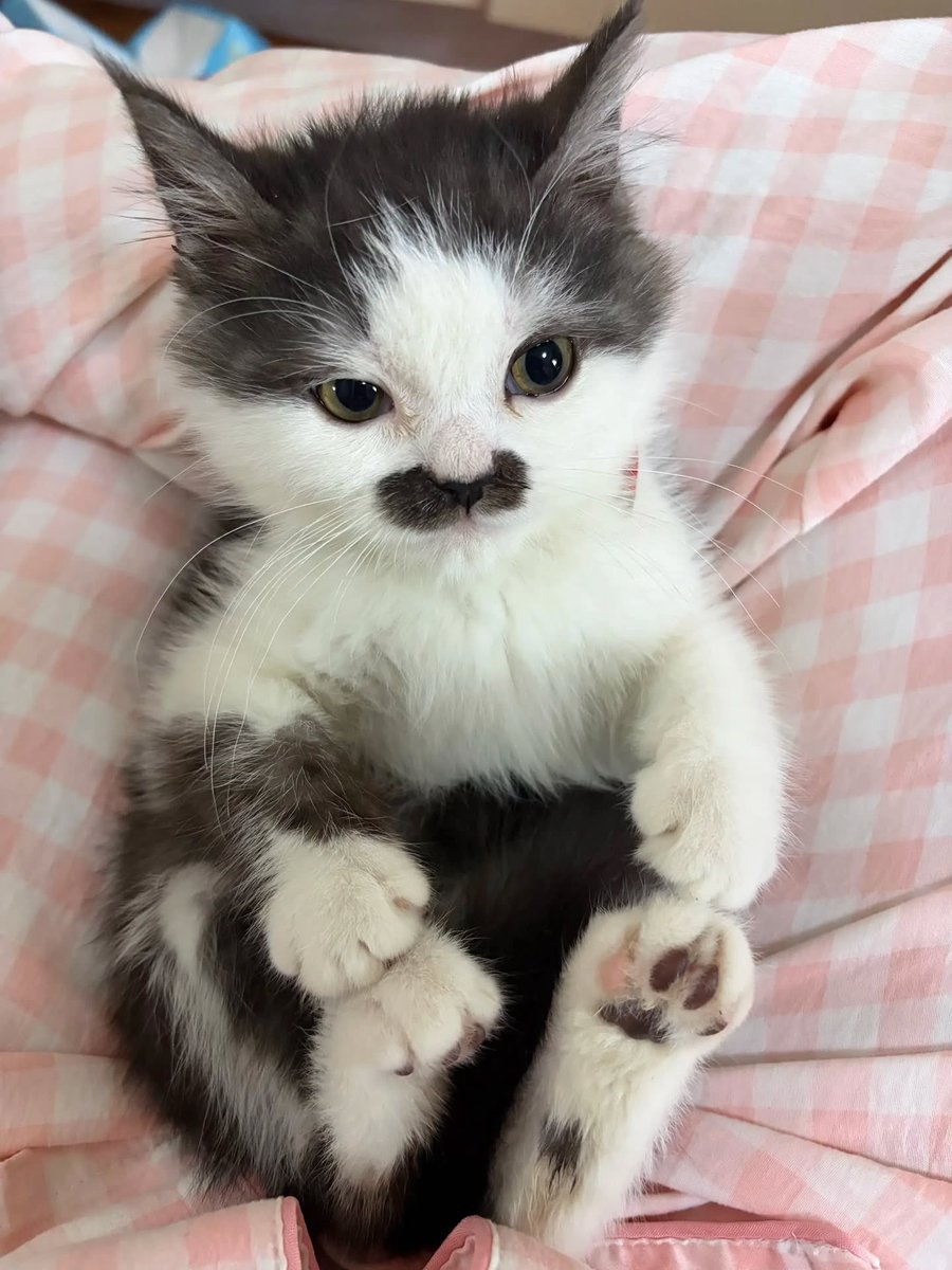 moustache man tweet media