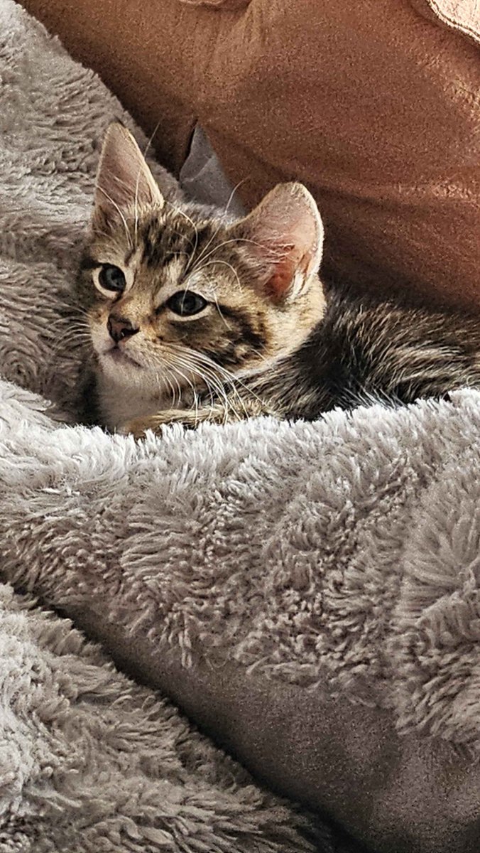 Carlotta 💚🐾 tweet media