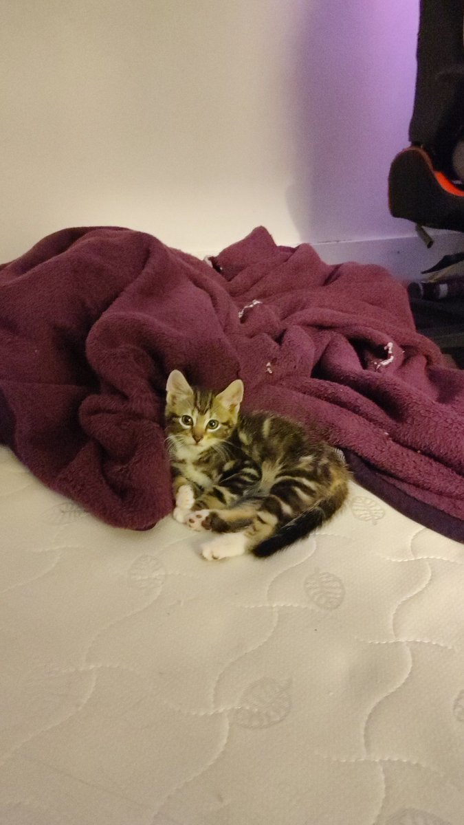 Carlotta 💚🐾 tweet media