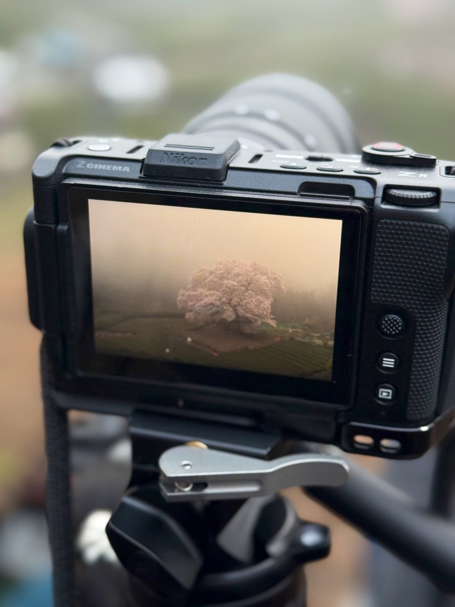 数年ぶりの牛代のみずめ桜
素敵な姿だった。今ではとんでもなく有名になった場所。一番最初に撮った時の感動を思い出しながら撮影した。