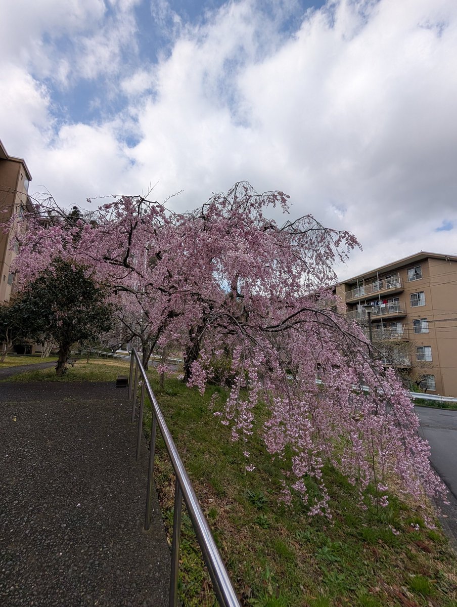 朝のワンコ散歩でグリーンハイツ。枝垂桜も綺麗に咲いてました。