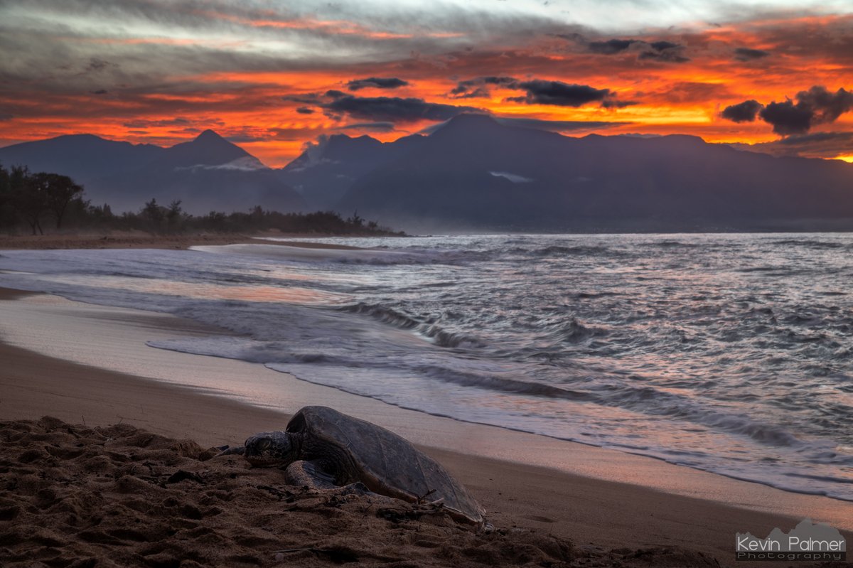 Kevin Palmer tweet media