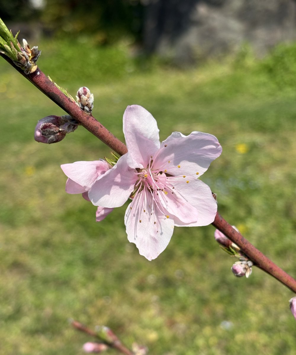 けろすけ tweet media